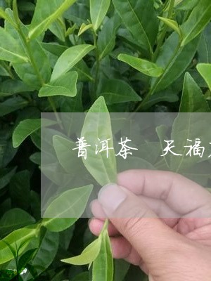 普洱茶 天福茗茶/2023041351736